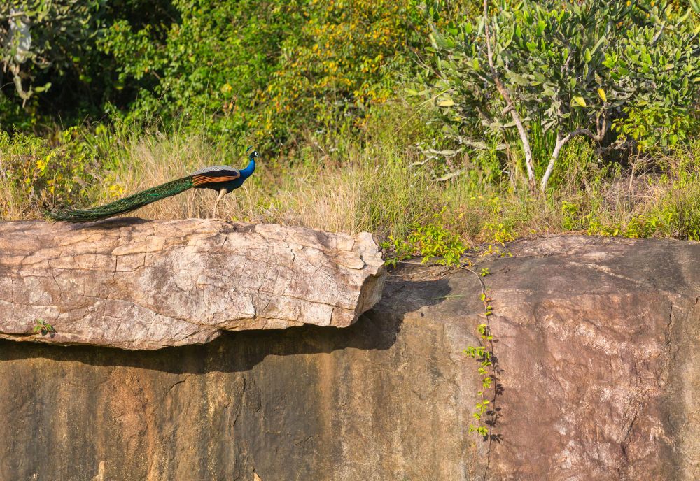 ShuklaPhanta National Park