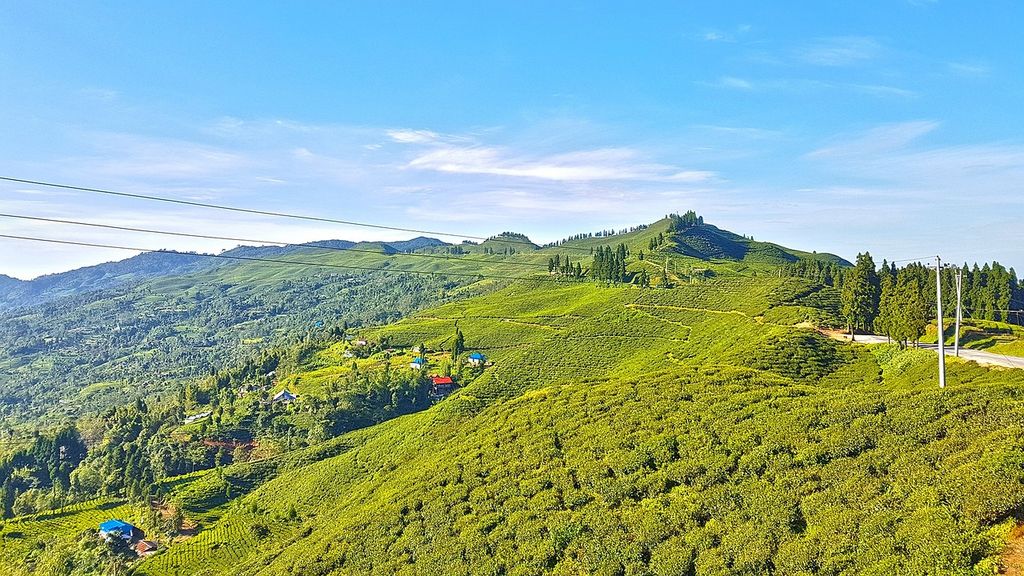 Ilam tea garden