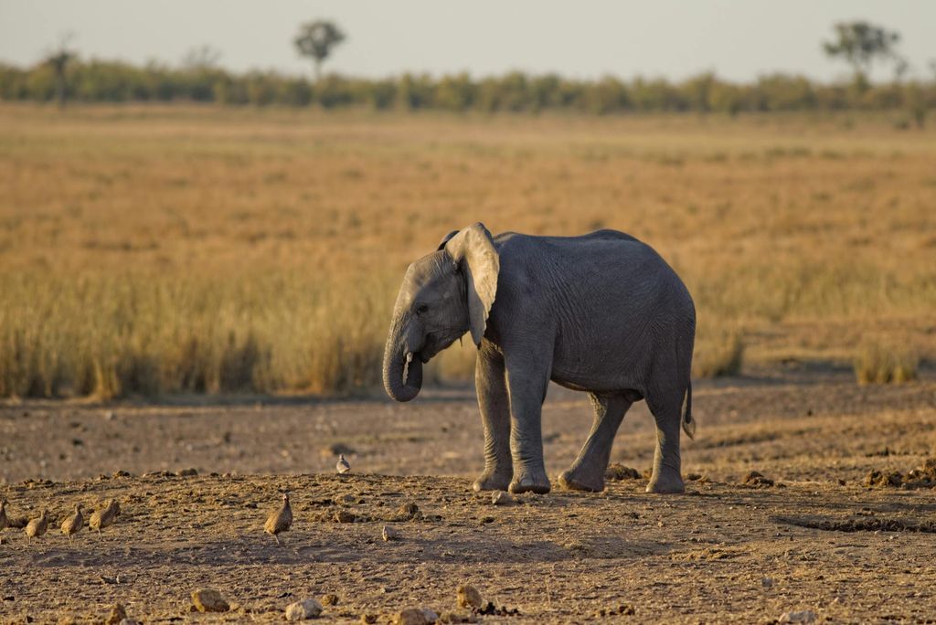 Koshi Tappu Wildlife Reserve