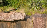 ShuklaPhanta National Park